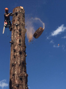 Photo de galerie - Démontage d'un sequoia géant de 51m