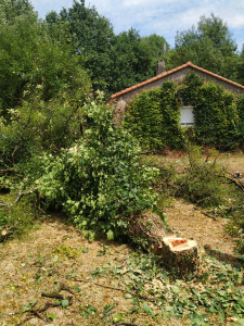 Photo de galerie - Elagage et coupe d'arbres