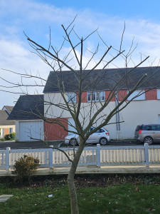 Photo de galerie - Élagage arbres