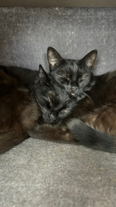 Photo de galerie - Les deux petits amours ?‍⬛