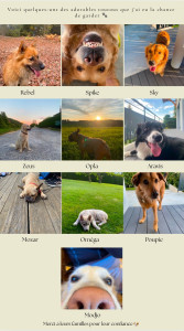 Photo de galerie - Voici quelques-uns des adorables toutous que j'ai eu la chance de garder cette année ?? Merci a leurs familles pour leur confiance