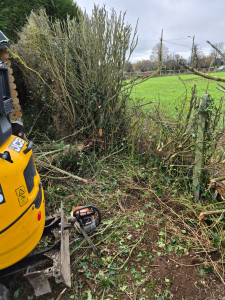 Photo de galerie - Arrachage et évacuation d'une haie pour implantation d'une clôture. 