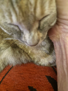 Photo de galerie - Chatoune minou