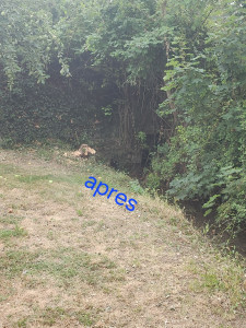 Photo de galerie - Taille de haies et d'arbustes