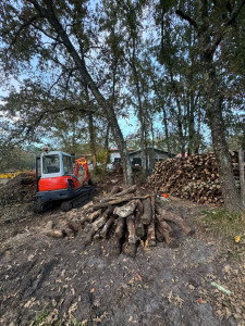 Photo de galerie - Élagage d’une dizaine de chêne de 15m à 20m de haut + découpage des troncs pour faire de bûches de 50cm pour la cheminée  