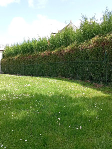 Photo de galerie - Pose d' un nouveau grillage après avoir taillé la haie 