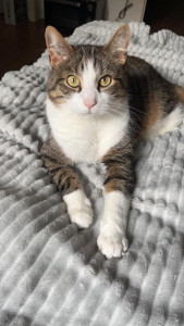 Photo de galerie - Simba un amour de chat