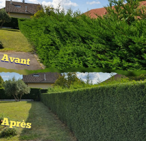 Photo de galerie - Taille complète d'une haie de résineux avec gestion des déchets verts. 

taille complète d'une haïr de résineux avec gestion des déchets verts.

