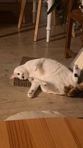 Photo de galerie - Visites régulières de Silla