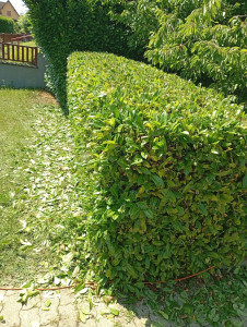 Photo de galerie - Je suis disponible pour divers travaux 
jardinerie