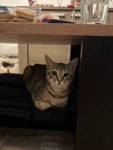 Photo de galerie - J’adore aussi garder les chats b