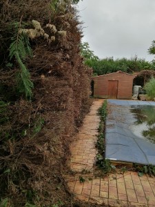 Photo de galerie - Taille de haies et d'arbustes