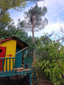 Photo de galerie - Elagage et coupe d'arbres