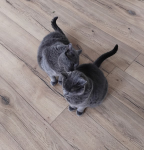 Photo de galerie - Olly et oggy