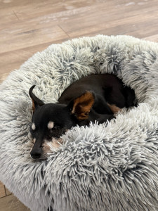 Photo de galerie - Garde de chien au domicile des propriétaires ☺️