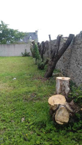 Photo de galerie - Abattage arbre