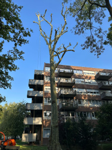 Photo de galerie - Taille de réduction 