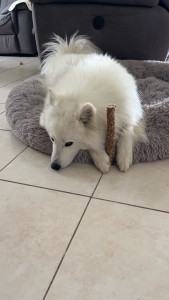 Photo de galerie - Garde chien