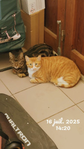 Photo de galerie - Ron-Harry