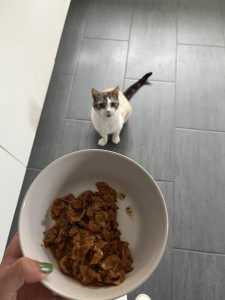 Photo de galerie - Garde chat 