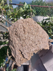 Photo de galerie - Désinsectisation frelons asiatique 