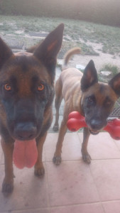 Photo de galerie - Garde chien
