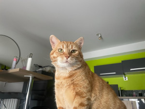 Photo de galerie - Garde chat