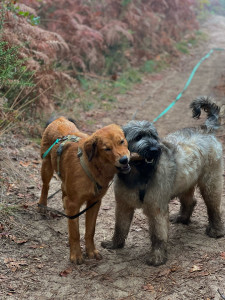 Photo de galerie - Yumi (la fauve) et Silver (le gris) que j’amène en balade tous les jours du lundi au vendredi pendant 1h/1h30 depuis plusieurs mois. ce sont des clients réguliers.