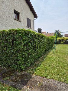 Photo de galerie - Fin de la taille.