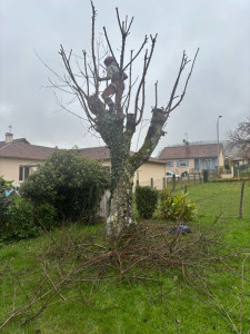 Photo de galerie - Chantier de taille de fruitiers 