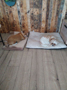 Photo de galerie - Garde chien