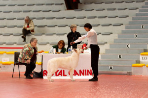 Photo de galerie - Garde chien