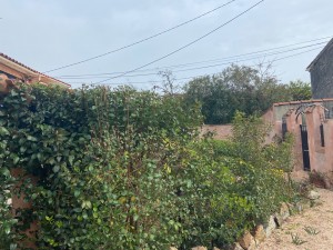 Photo de galerie - Elagage et coupe d'arbres