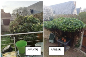 Photo de galerie - Taille Lierre