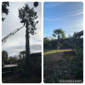 Photo de galerie - élagage et coups d’arbre