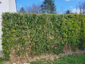 Photo de galerie - Taille de haies et d'arbustes