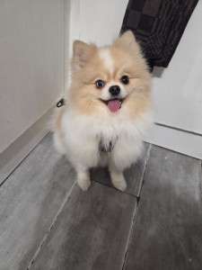 Photo de galerie - S'occuper du petit Tokio à la maison,C'est très mignon??