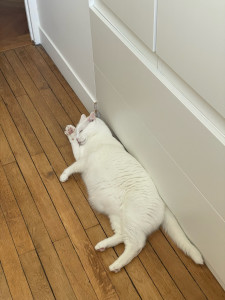Photo de galerie - Milky, passage 1 fois / jour pendant 2 semaines 