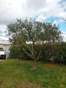 Photo de galerie - Elagage et coupe d'arbres