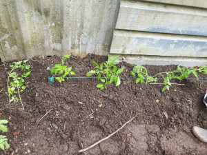 Photo de galerie - Voici les olan de tomates 