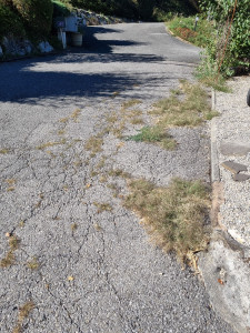 Photo de galerie - Avant désherbage 