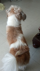 Photo de galerie - Peps que j'ai garder quelques weekend.