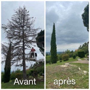Photo de galerie - Taillage, abattage, élagage