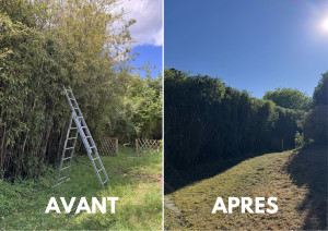 Photo de galerie - Taille de haies et d'arbustes