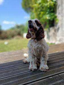 Photo de galerie - 2 semaines avec Oréo , cocker dynamique et adorable 