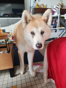 Photo de galerie - Chien : Akita inu 