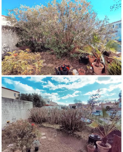 Photo de galerie - Haie laurier