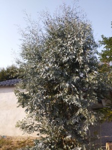 Photo de galerie - Bonjour comme vous le voyez je taille aussi les petits arbustes comme les arbres fruitiers ou calyptus comme vous le voyez sur la photo