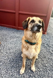 Photo de galerie - Garde chien