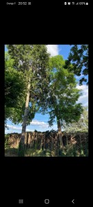 Photo de galerie - Abattage de deux grand arbres 
